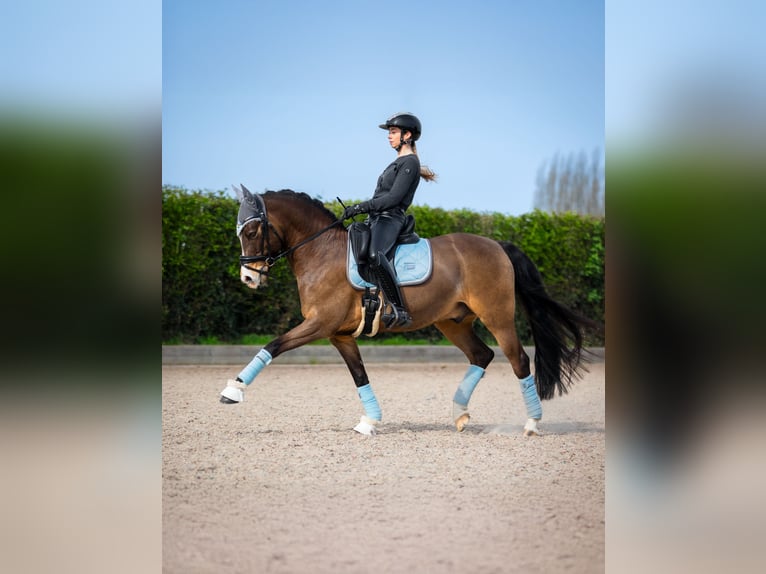 Duitse rijpony Ruin 9 Jaar 146 cm Falbe in Gent