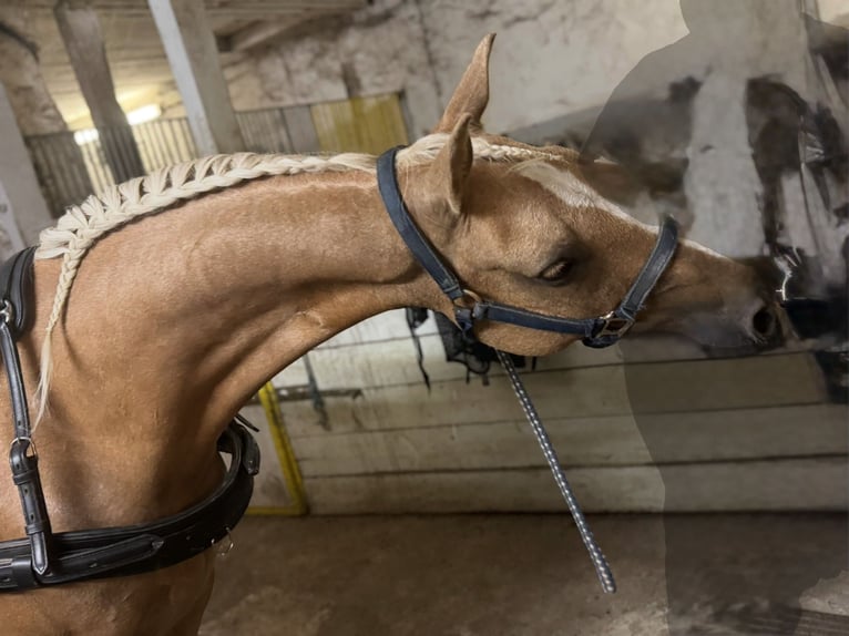 Duitse rijpony Ruin 9 Jaar 146 cm Palomino in Jüchen