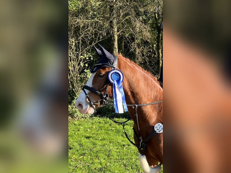 Duitse rijpony Ruin 9 Jaar 146 cm Vos in Wermelskirchen