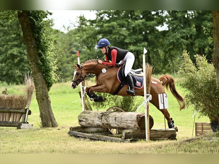 Duitse rijpony Ruin 9 Jaar 146 cm Vos in Gotha