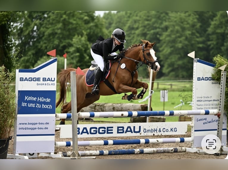 Duitse rijpony Ruin 9 Jaar 146 cm Vos in Gotha