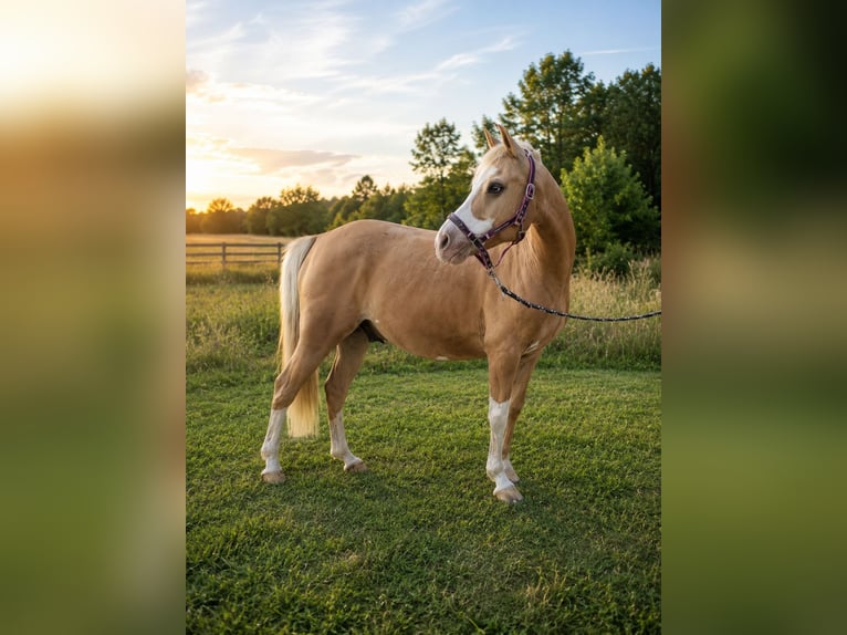 Duitse rijpony Ruin 9 Jaar 147 cm Palomino in Büste