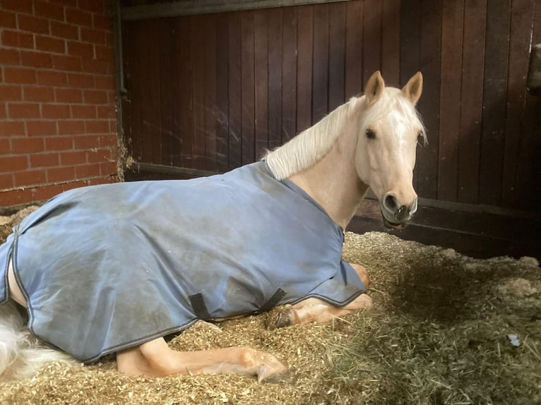 Duitse rijpony Ruin 9 Jaar 147 cm Palomino in Ottersberg