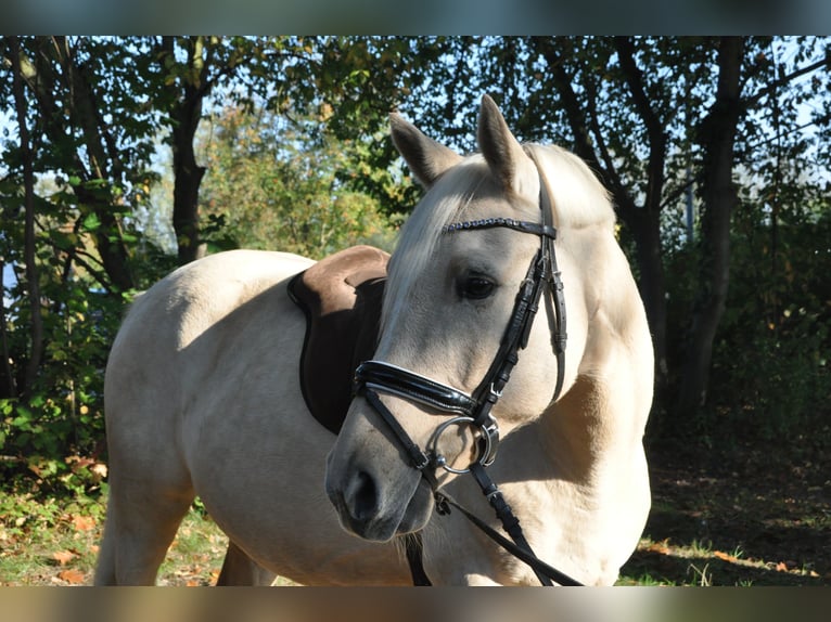 Duitse rijpony Ruin 9 Jaar 147 cm Palomino in Ottersberg