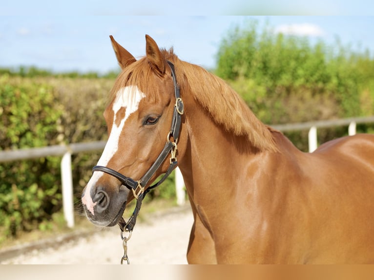 Duitse rijpony Ruin 9 Jaar 147 cm Vos in Neustadt (Wied)