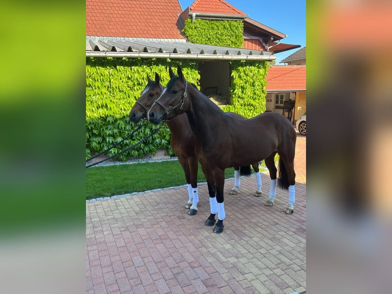 Duitse rijpony Ruin 9 Jaar 148 cm Bruin in Gimbrett