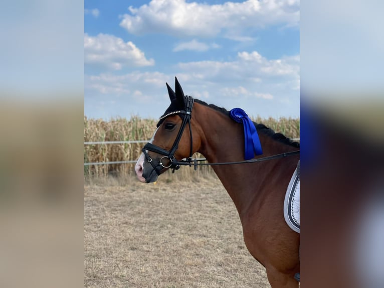 Duitse rijpony Ruin 9 Jaar 148 cm Bruin in Ehrenburg