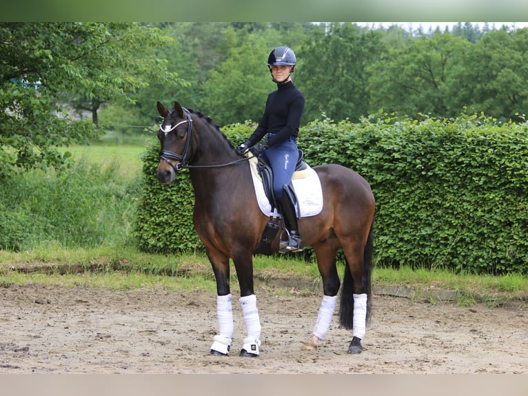 Duitse rijpony Ruin 9 Jaar 148 cm Bruin in Hörstel