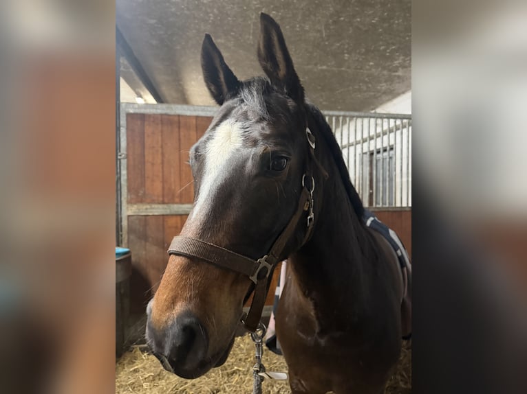 Duitse rijpony Ruin 9 Jaar 148 cm Bruin in Nusse