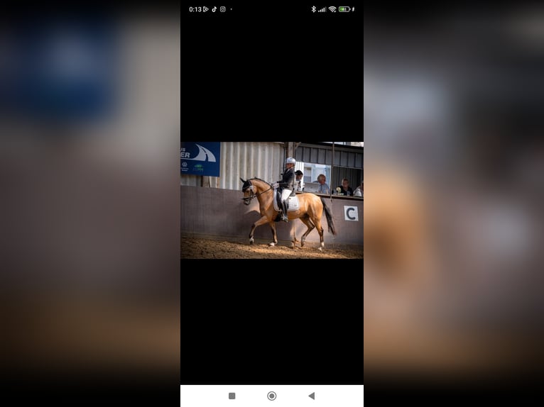 Duitse rijpony Ruin 9 Jaar 148 cm Buckskin in Essen