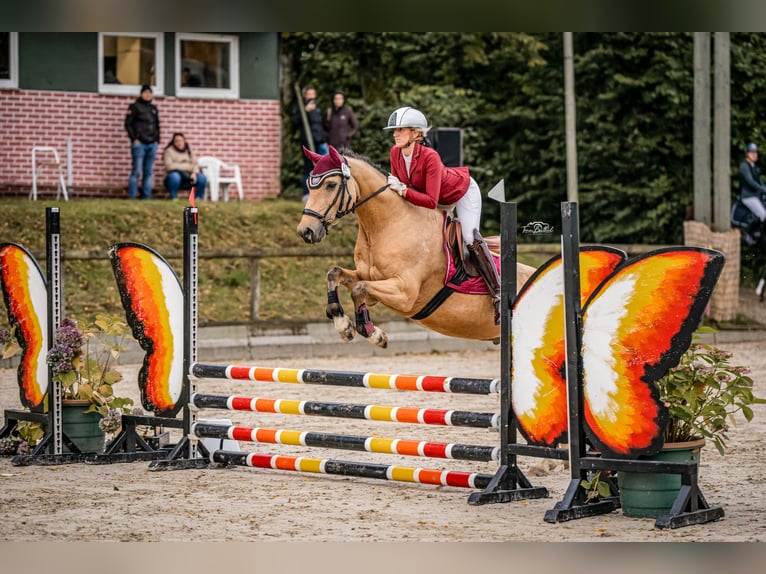 Duitse rijpony Ruin 9 Jaar 148 cm Buckskin in Essen