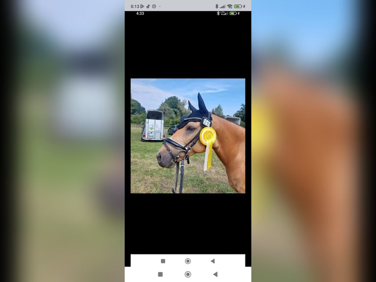 Duitse rijpony Ruin 9 Jaar 148 cm Buckskin in Essen