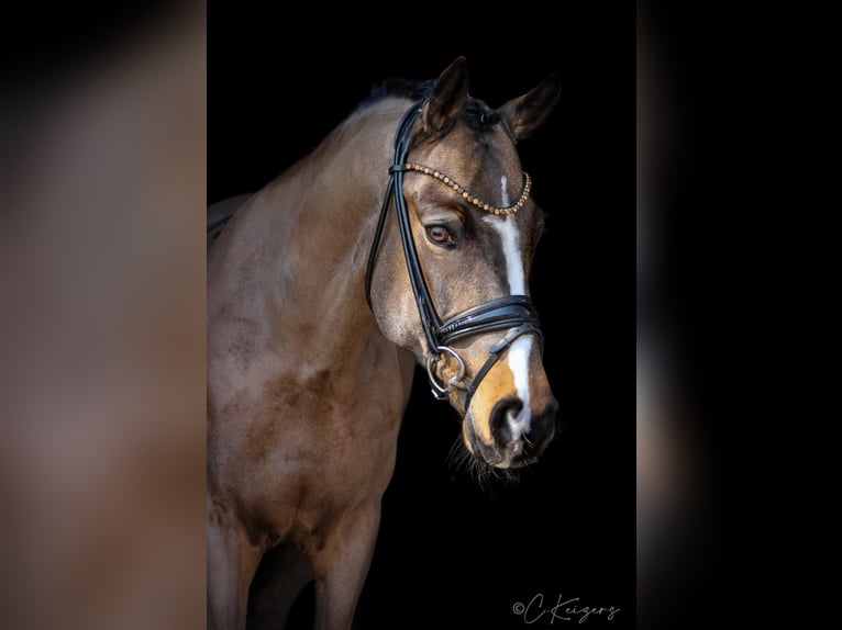 Duitse rijpony Ruin 9 Jaar 148 cm Buckskin in Recke, bei Osnabrück