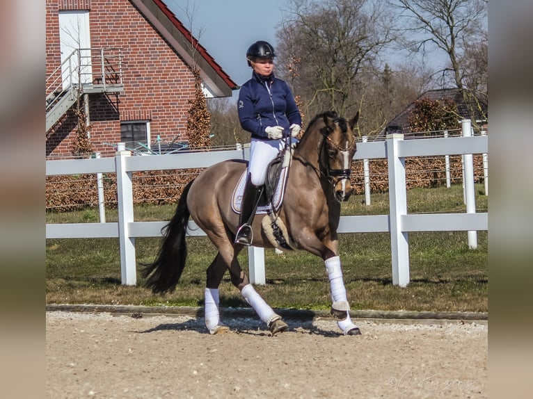 Duitse rijpony Ruin 9 Jaar 148 cm Buckskin in Recke, bei Osnabrück