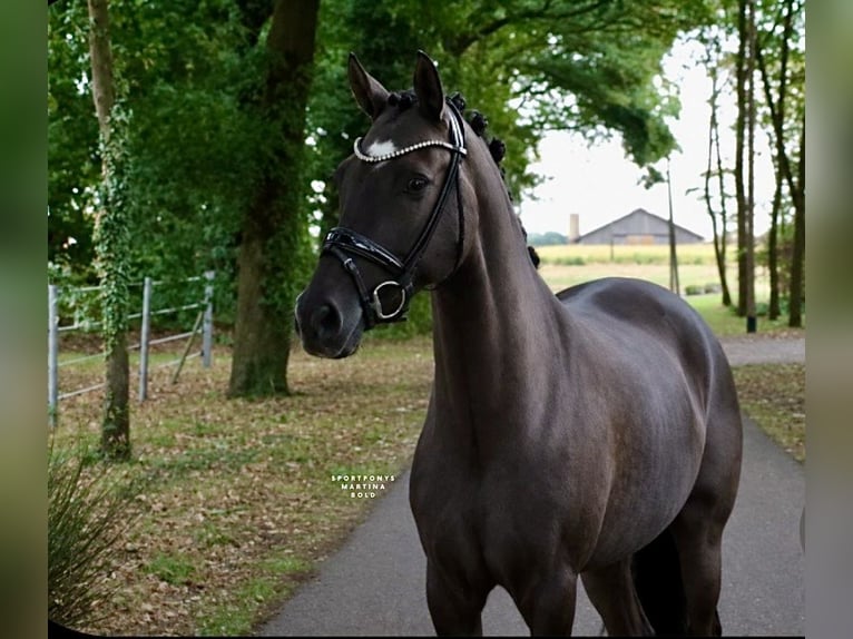 Duitse rijpony Ruin 9 Jaar 148 cm Falbe in Recke, bei Osnabrück