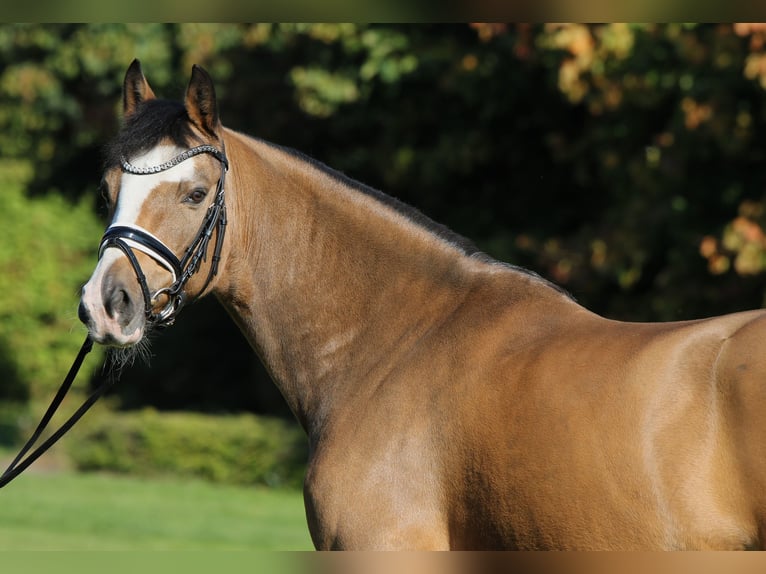 Duitse rijpony Ruin 9 Jaar 148 cm Falbe in Rehburg-Loccum Münchehagen