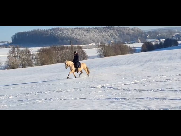 Duitse rijpony Ruin 9 Jaar 148 cm Palomino in Auengrund