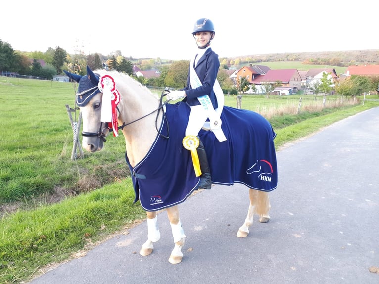 Duitse rijpony Ruin 9 Jaar 148 cm Palomino in Auengrund
