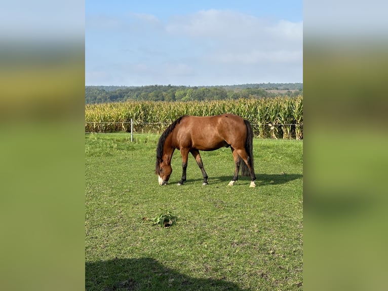 Duitse rijpony Ruin 9 Jaar 148 cm  in Tecklenburg