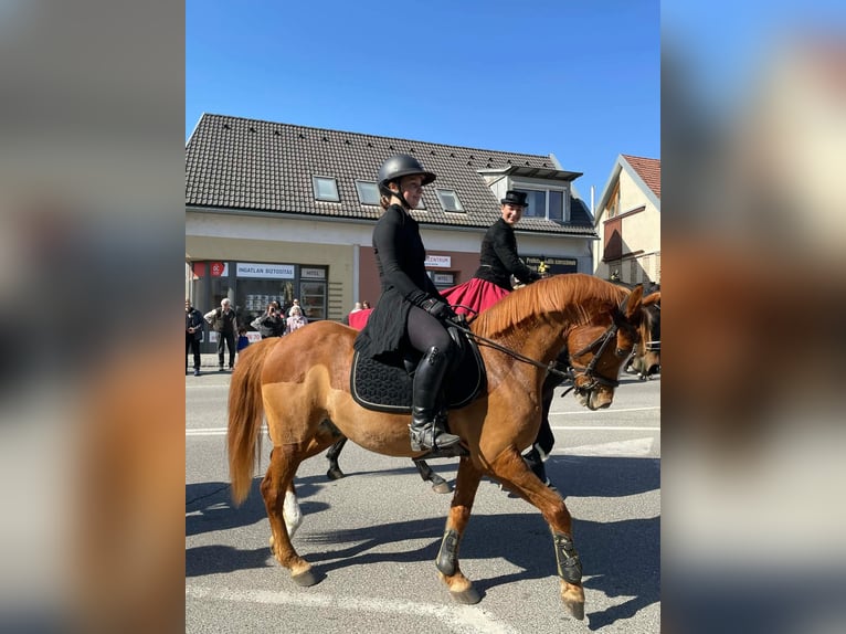 Duitse rijpony Ruin 9 Jaar 148 cm Vos in Bad Schönborn