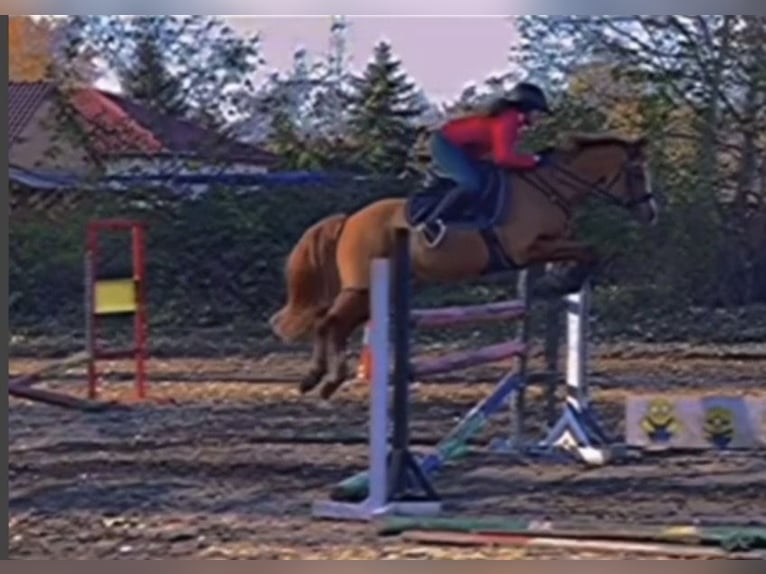 Duitse rijpony Ruin 9 Jaar 148 cm Vos in Bad Schönborn