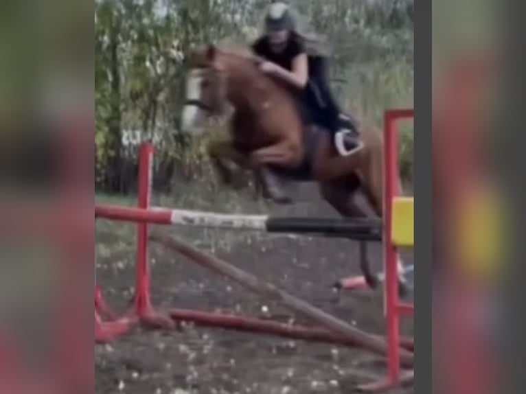 Duitse rijpony Ruin 9 Jaar 148 cm Vos in Bad Schönborn