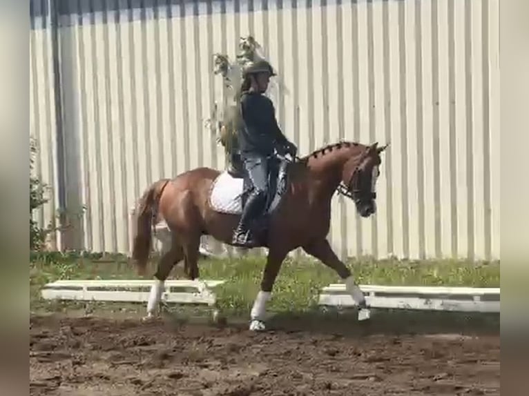 Duitse rijpony Ruin 9 Jaar 148 cm Vos in Bad Schönborn