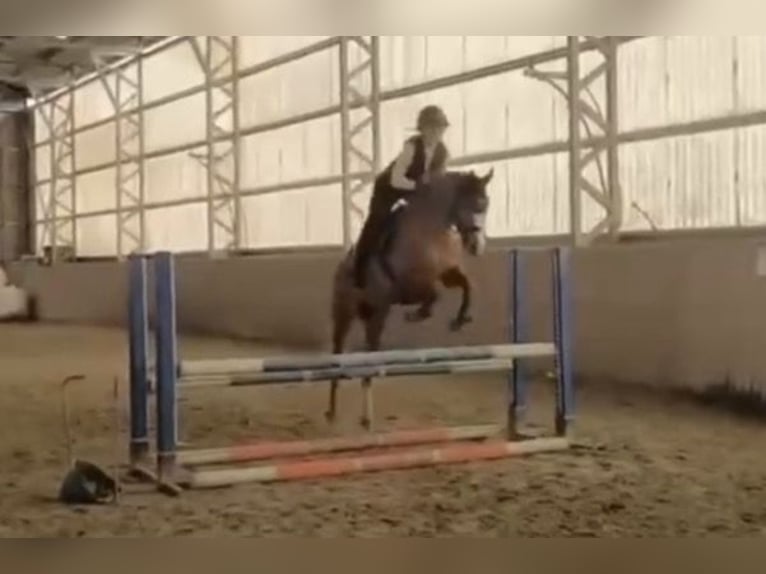 Duitse rijpony Ruin 9 Jaar 148 cm Vos in Bad Schönborn