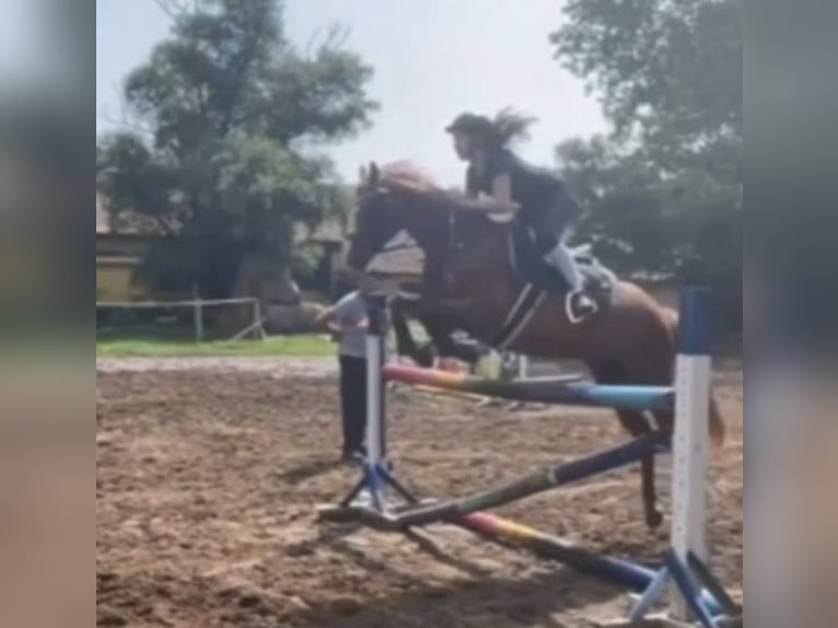 Duitse rijpony Ruin 9 Jaar 148 cm Vos in Bad Schönborn