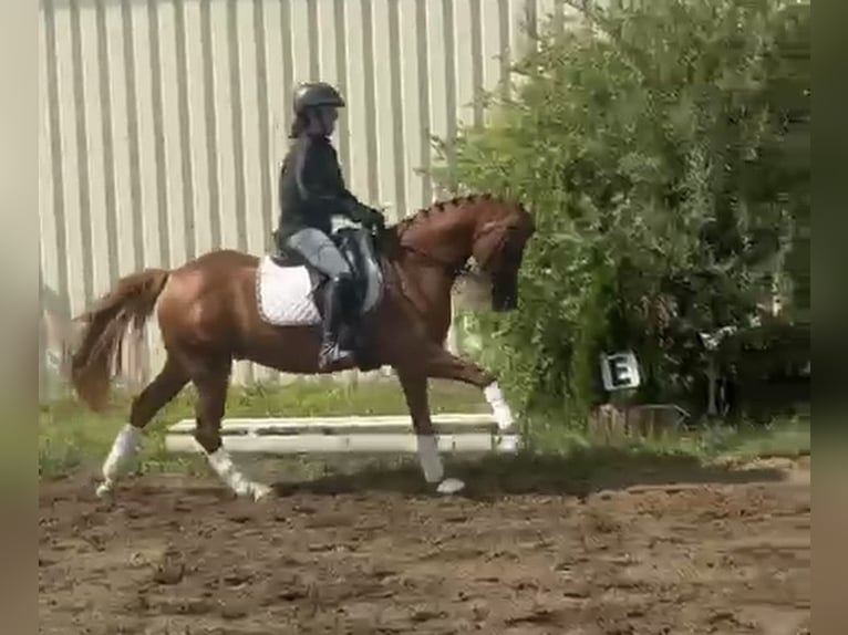 Duitse rijpony Ruin 9 Jaar 148 cm Vos in Bad Schönborn