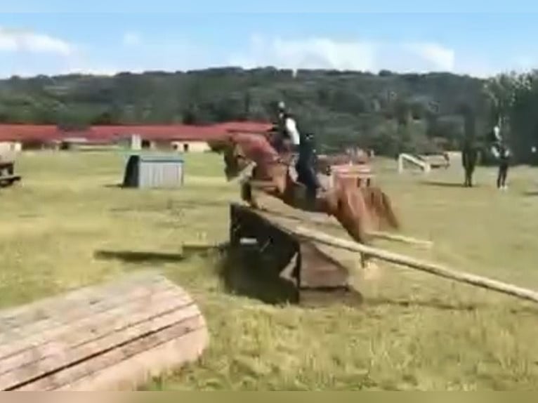 Duitse rijpony Ruin 9 Jaar 148 cm Vos in Bad Schönborn