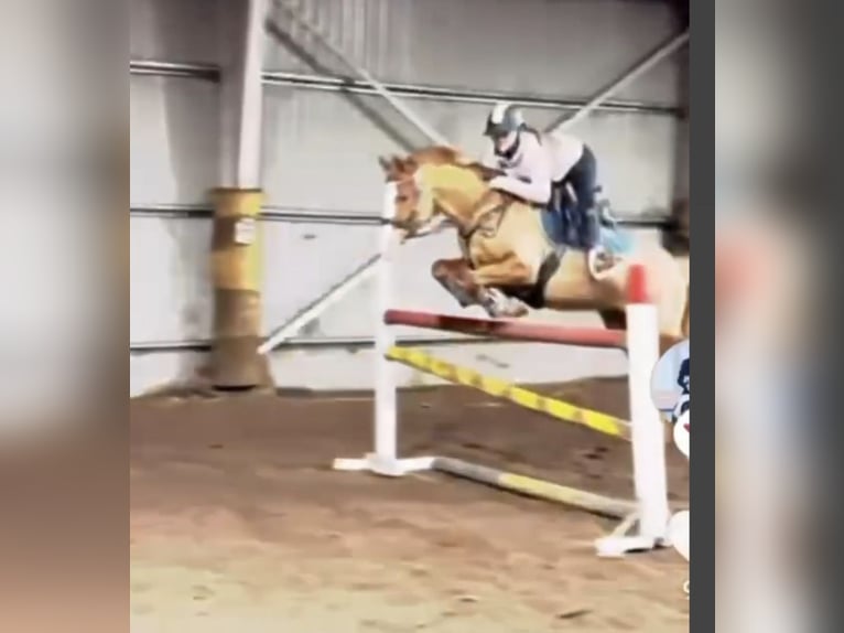 Duitse rijpony Ruin 9 Jaar 148 cm Vos in Bad Schönborn
