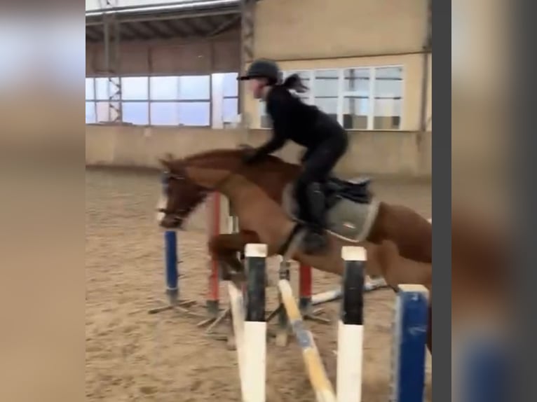 Duitse rijpony Ruin 9 Jaar 148 cm Vos in Bad Schönborn
