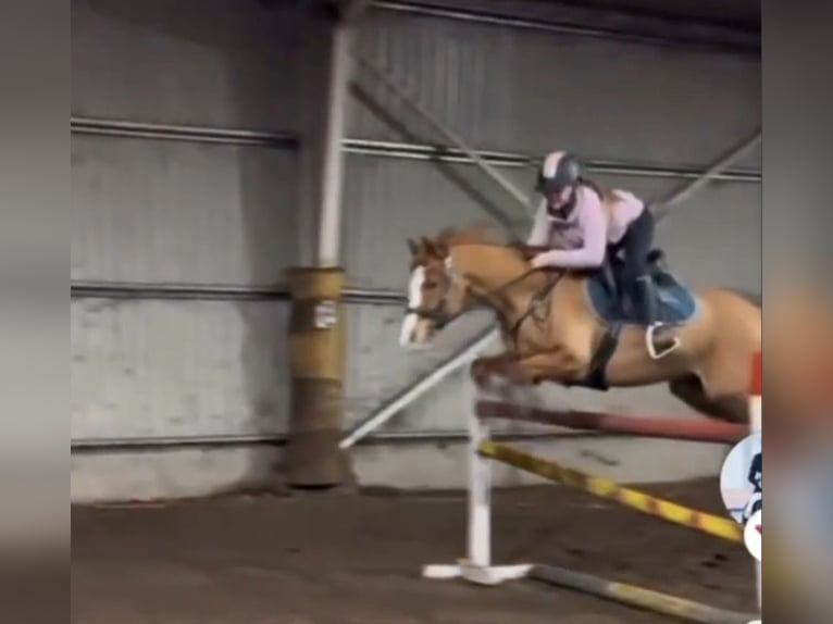 Duitse rijpony Ruin 9 Jaar 148 cm Vos in Bad Schönborn