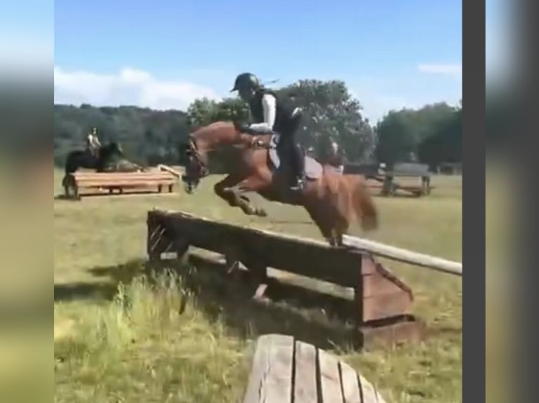 Duitse rijpony Ruin 9 Jaar 148 cm Vos in Bad Schönborn