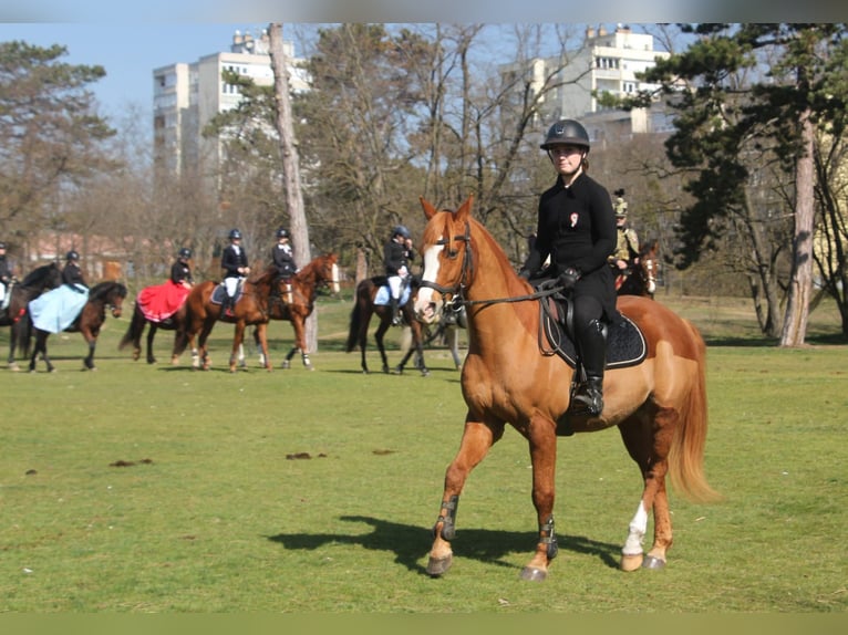 Duitse rijpony Ruin 9 Jaar 148 cm Vos in Bad Schönborn