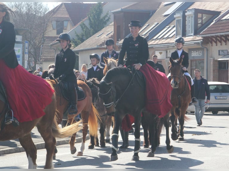 Duitse rijpony Ruin 9 Jaar 148 cm Vos in Bad Schönborn