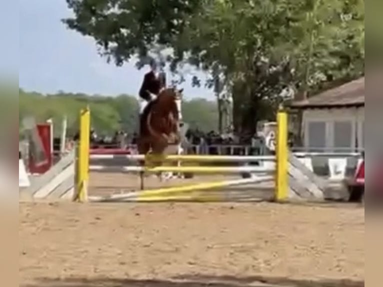 Duitse rijpony Ruin 9 Jaar 148 cm Vos in Bad Schönborn