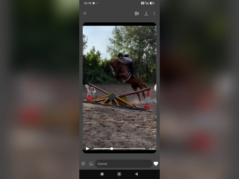 Duitse rijpony Ruin 9 Jaar 148 cm Vos in Bad Schönborn