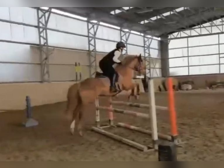 Duitse rijpony Ruin 9 Jaar 148 cm Vos in Bad Schönborn