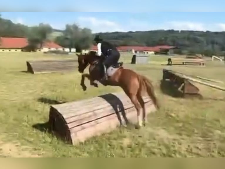Duitse rijpony Ruin 9 Jaar 148 cm Vos in Bad Schönborn