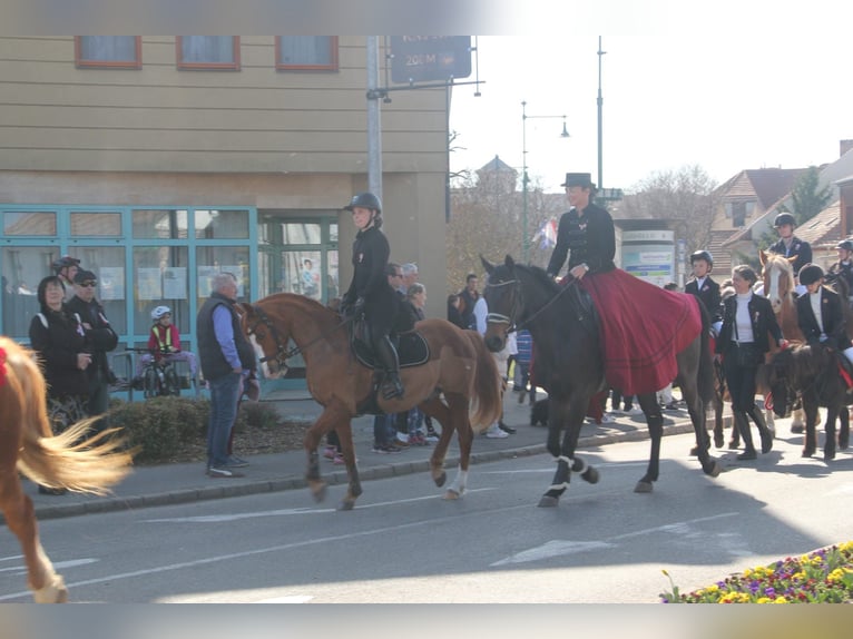 Duitse rijpony Ruin 9 Jaar 148 cm Vos in Bad Schönborn