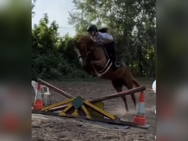 Duitse rijpony Ruin 9 Jaar 148 cm Vos in Bad Schönborn