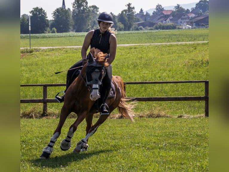 Duitse rijpony Ruin 9 Jaar 148 cm Vos in Dinhard