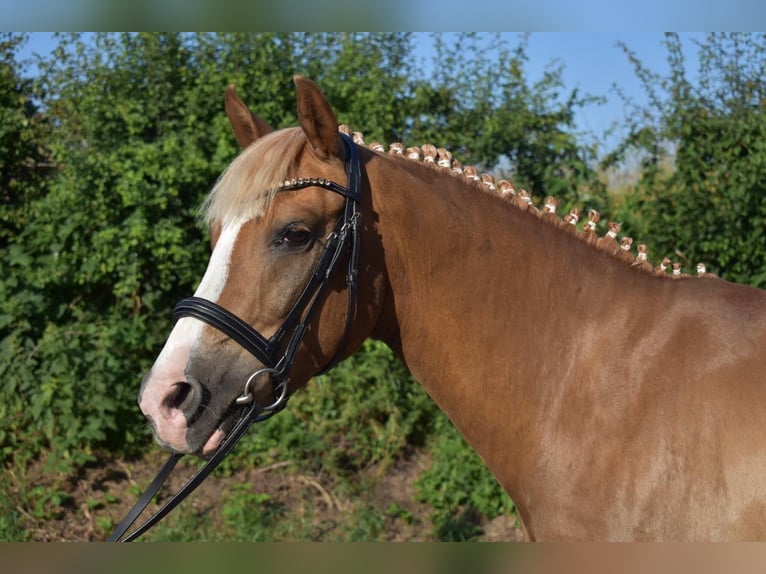 Duitse rijpony Ruin 9 Jaar 148 cm Vos in Brahmenau