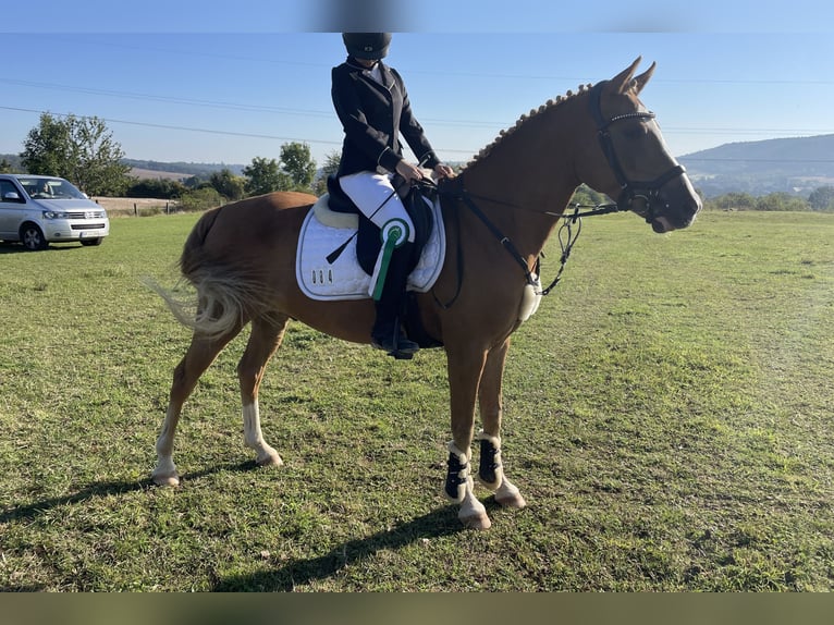 Duitse rijpony Ruin 9 Jaar 148 cm Vos in Brahmenau