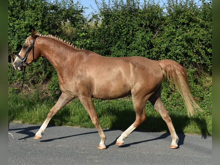 Duitse rijpony Ruin 9 Jaar 148 cm Vos in Brahmenau