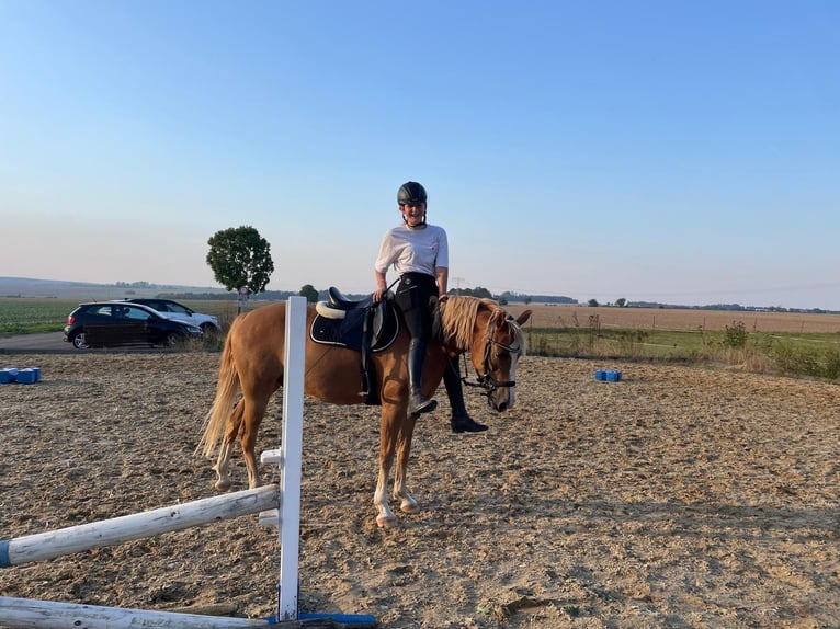 Duitse rijpony Ruin 9 Jaar 148 cm Vos in Brahmenau