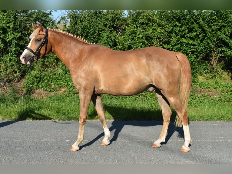 Duitse rijpony Ruin 9 Jaar 148 cm Vos in Brahmenau