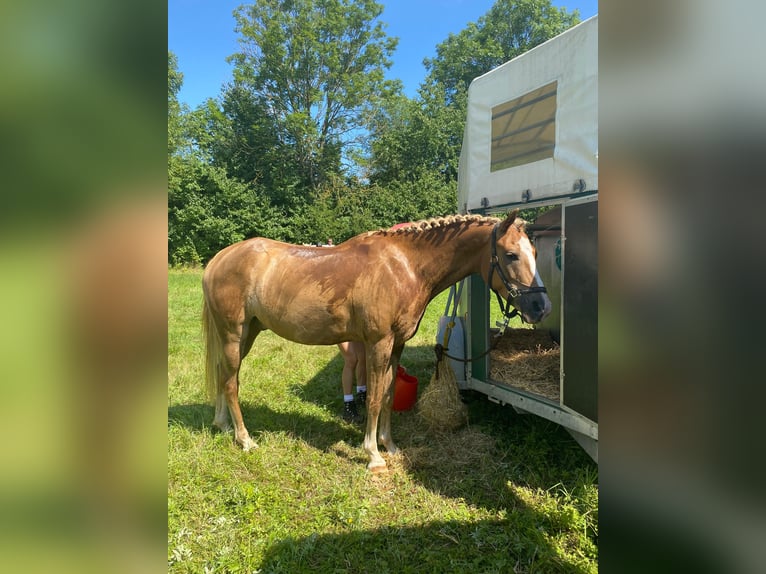 Duitse rijpony Ruin 9 Jaar 148 cm Vos in Brahmenau